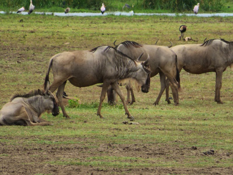Lake Manyara-Nationalpark - Gnus - ©Annette Weise