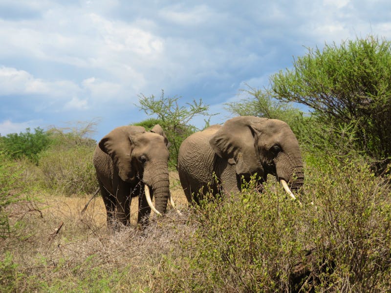 Lake Manyara-Nationalpark - Elefanten - ©Annette Weise
