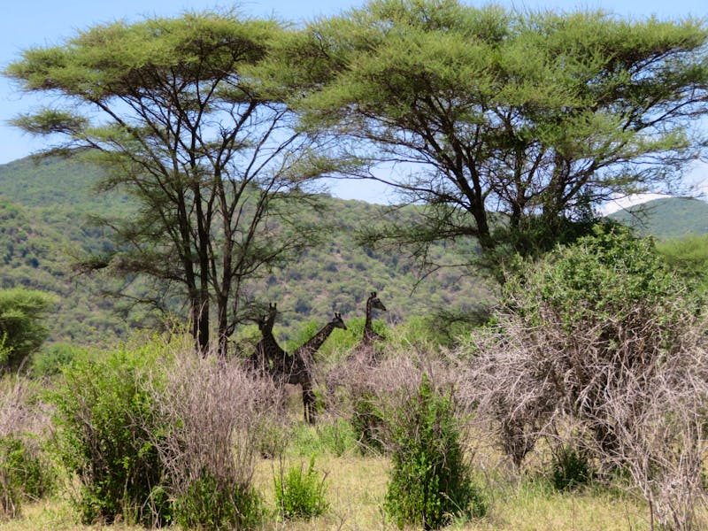 Lake Manyara-Nationalpark - Giraffen - ©Annette Weise