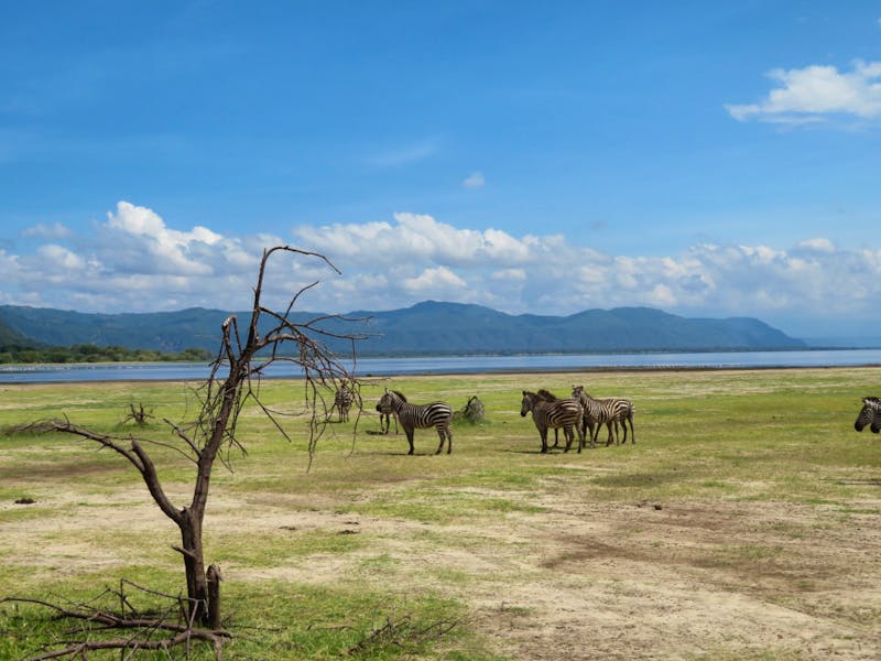Lake Manyara-Nationalpark - Zebras - ©Annette Weise