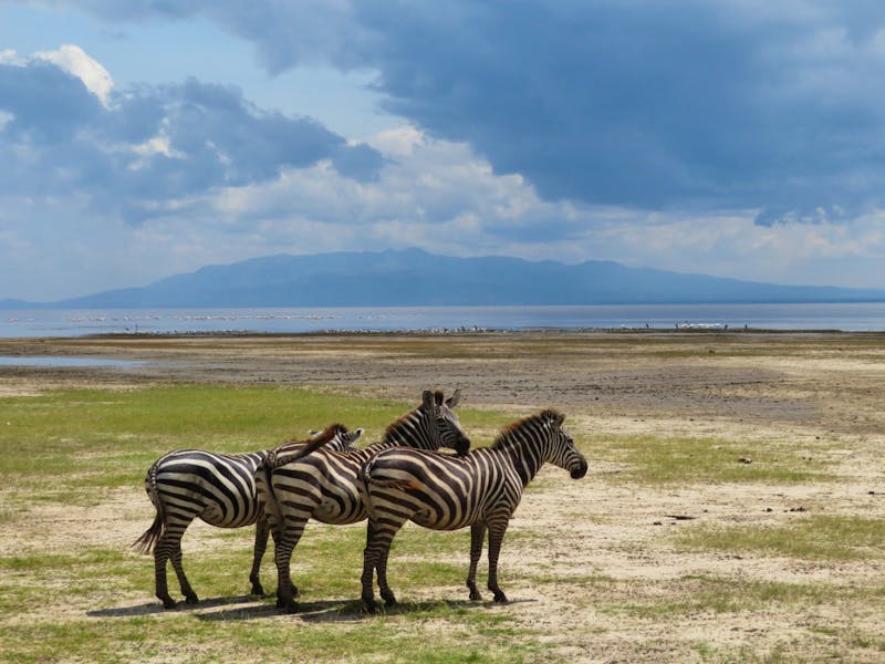 Lake Manyara-Nationalpark - Zebras - ©Annette Weise