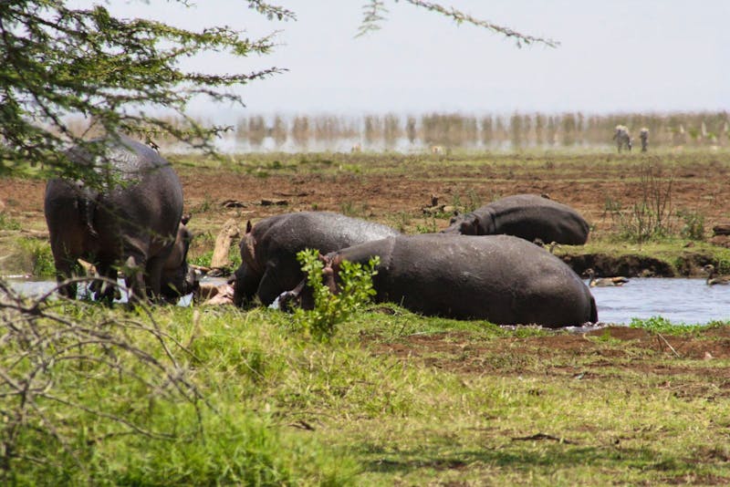 Hippo-Pool im Lake Manyara Nationalpark - ©Isabel Braksiek
