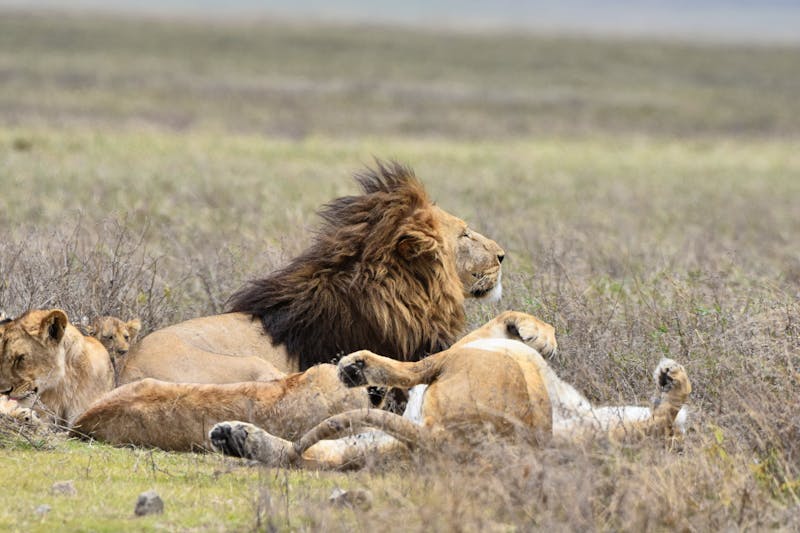 Ngorongoro - Löwen - ©Prof. Dr. Hubert Lücker