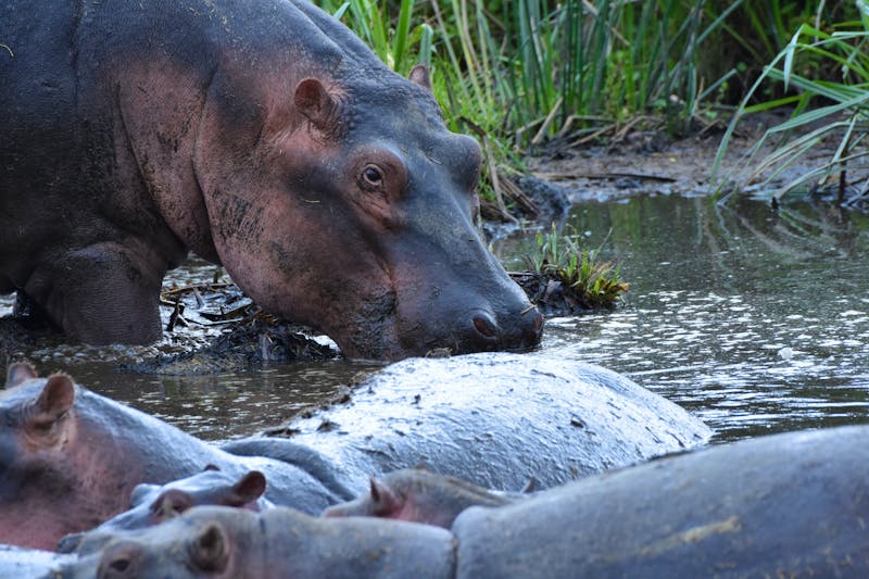 Ngorongoro - Flusspferd - ©Hubert Lücker