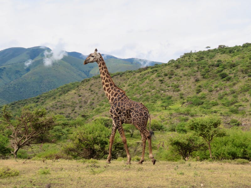 Ngorongoro Nationalpark - Giraffe - ©Annette Weise