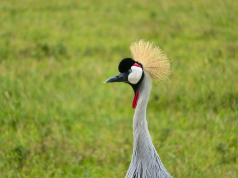 Ngorongoro Nationalpark - Kronenkranich - ©Annette Weise