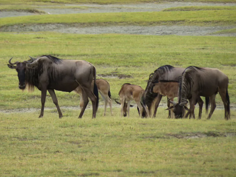 Ngorongoro Nationalpark - Gnus - &copy;Annette Weise