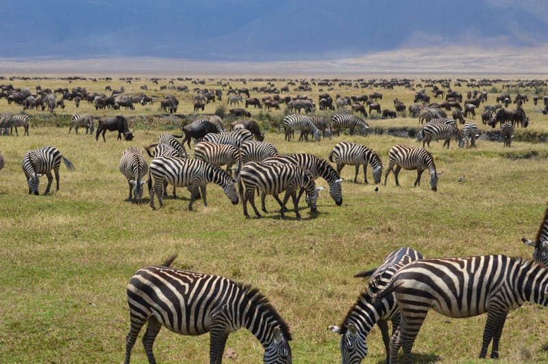 Ngorongoro-Krater - Zebras - ©Prof. Dr. Hubert Lücker