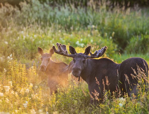 Elche in Norwegen – © Torbjørn Martinsen - VisitNorway.com