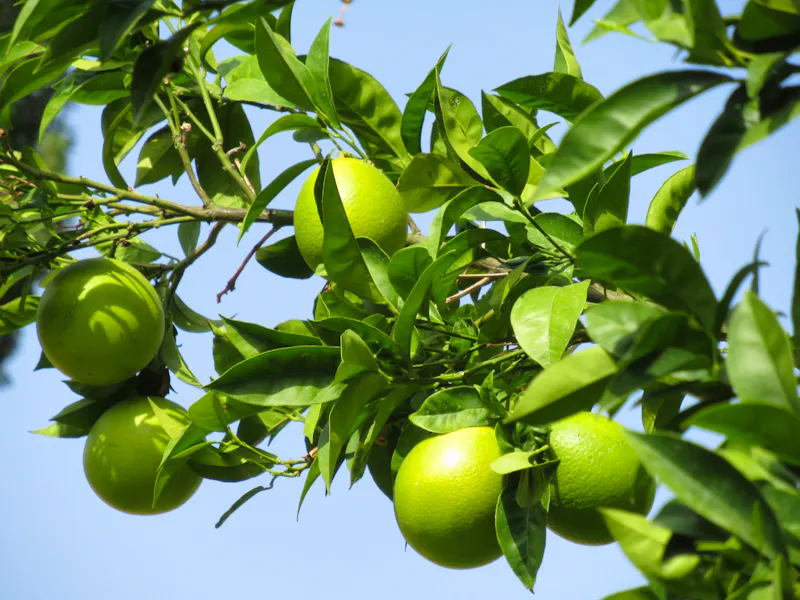 Limonen - &copy;Marion Kottlos