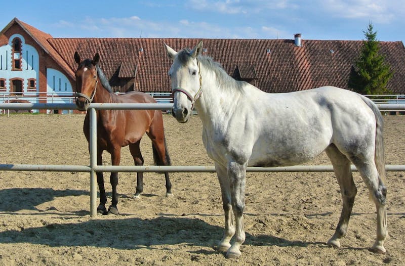 Trakehner-Pferde im Gestüt Georgenburg  - ©Eberhardt TRAVEL - Gerd Przybyla