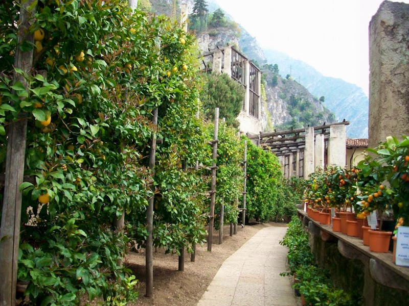 Zitronenplantage in Limone - ©Steffen Mucke