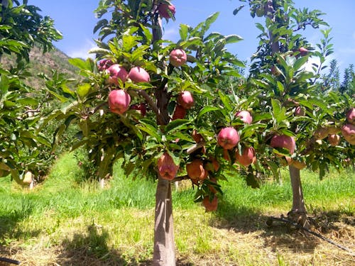Apfelbaum &ndash; &copy; Eberhardt TRAVEL GmbH