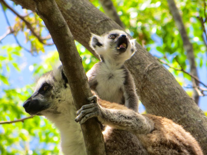 Kattas in Madagaskar - ©Eberhardt TRAVEL - Britt Reuter-Bracklow