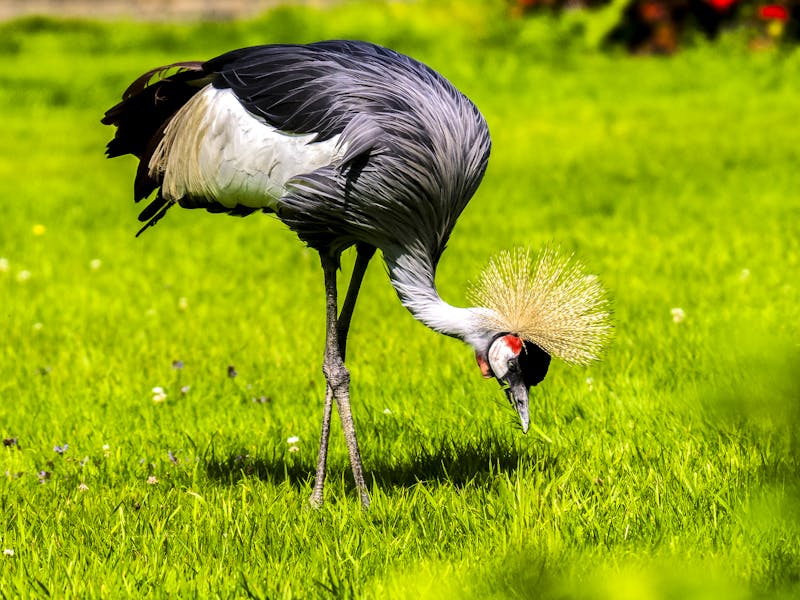 Farbenfroher männlicher Kranich beim Futtersuchen auf einer Wiese - ©Pixabay