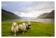 Schafe bei Saksun auf den Färöer Inseln im Nordatlantik – © dylan shaw - unsplash