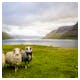 Schafe bei Saksun auf den Färöer Inseln im Nordatlantik – © dylan shaw - unsplash