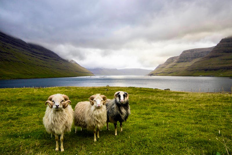 Schafe bei Saksun auf den Färöer Inseln im Nordatlantik - ©dylan shaw - unsplash