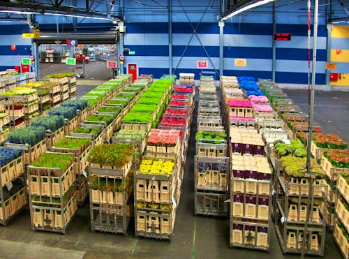 Blumenversteigerung in Aalsmeer &ndash; &copy; Eberhardt TRAVEL - Steffen Mucke