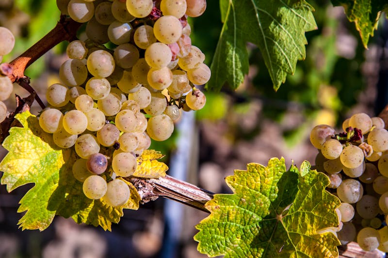 Weißweintraube - ©Uwe - Adobe Stockphoto