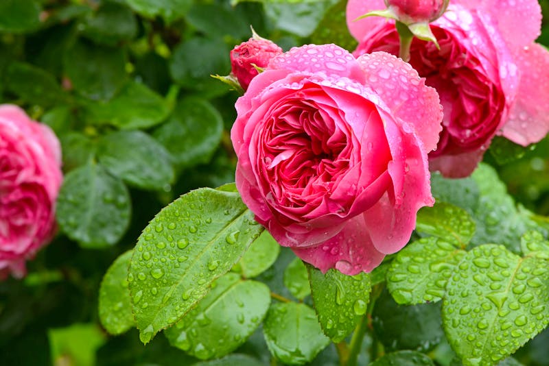 Rosen - ©K.-U. Häßler - Adobe Stock