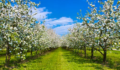 Obstwiese &ndash; &copy; Jürgen Fälchle - stock.adobe.com