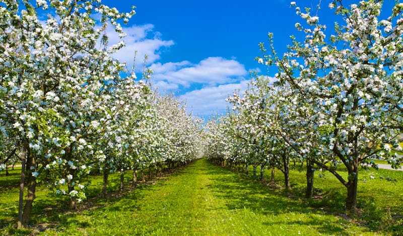 Obstwiese - ©Jürgen Fälchle - stock.adobe.com