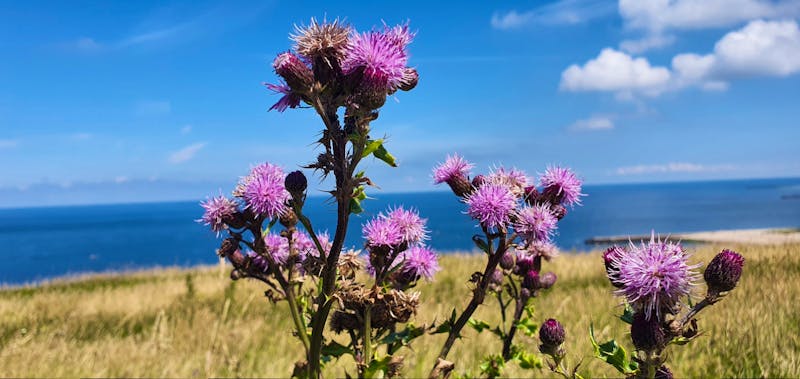 Spaziergang auf Helgoland - ©Marlies Thrum
