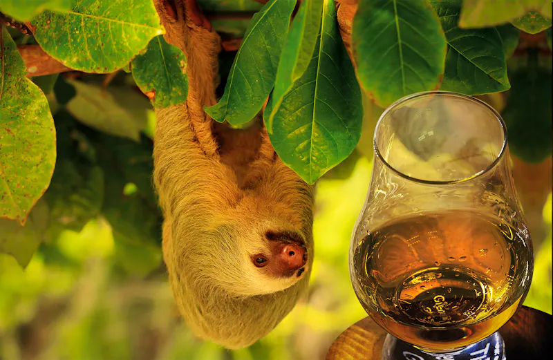 Faultier in Costa Rica - &copy;ingalin - Fotolia