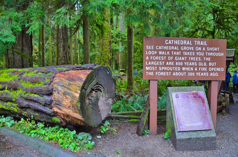 Cathedral Grove - MacMillan Provincial Park - ©Eberhardt TRAVEL - Katja Neumann