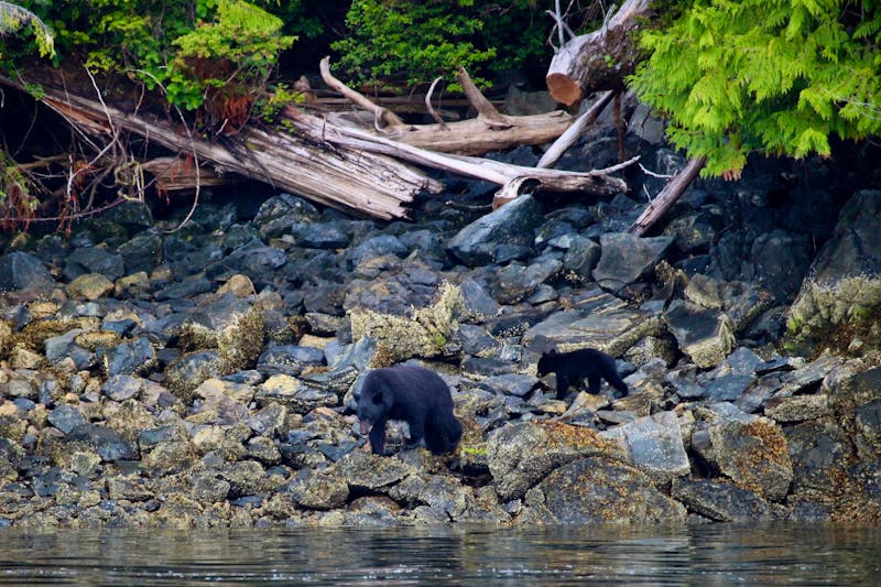 Bären im Pacific Rim Nationalpark - ©Eberhardt TRAVEL - Marianne Förster