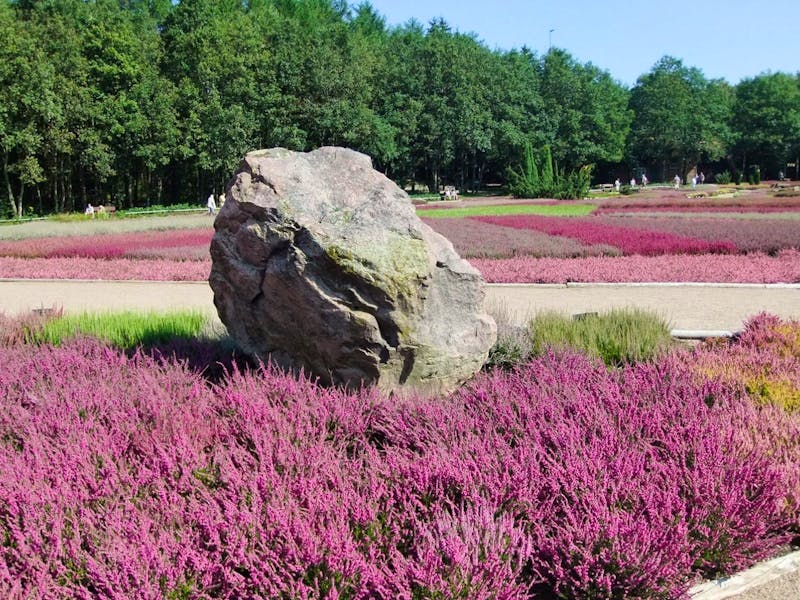 Heidegarten Schneverdingen - ©Martina Pötschke