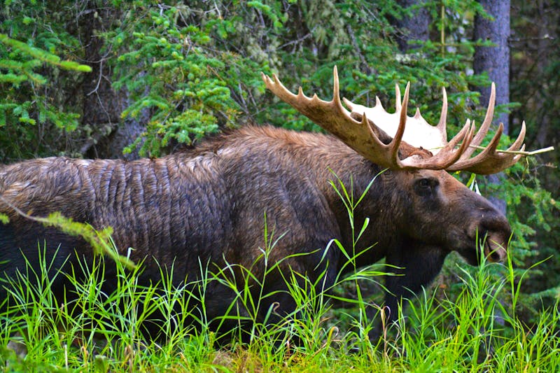 Elch im Jasper-Nationalpark - ©Eberhardt TRAVEL - Laura Wonneberger