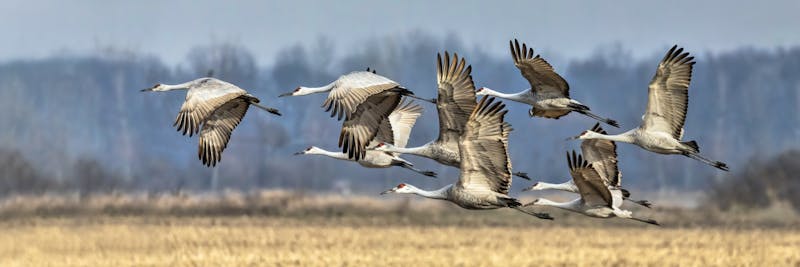 Kranich-Flug - ©©Kenneth Keifer - stock.adobe.com