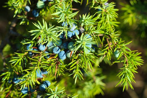 Wacholderbeeren &ndash; &copy; Bild von SonjavdK auf Pixabay
