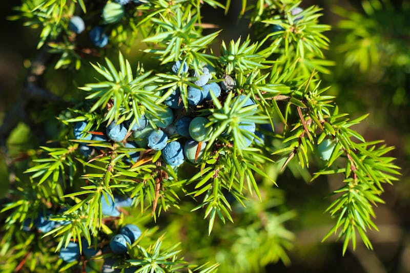 Wacholderbeeren - ©Bild von SonjavdK auf Pixabay