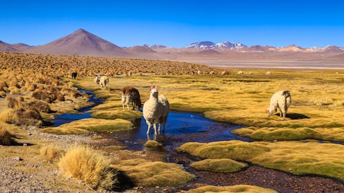 Lamas auf dem Hochland Altiplano in Südamerika &ndash; &copy; ©pwollinga - stock.adobe.com