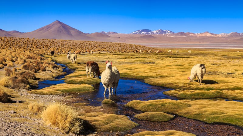 Lamas auf dem Hochland Altiplano in Südamerika - ©©pwollinga - stock.adobe.com