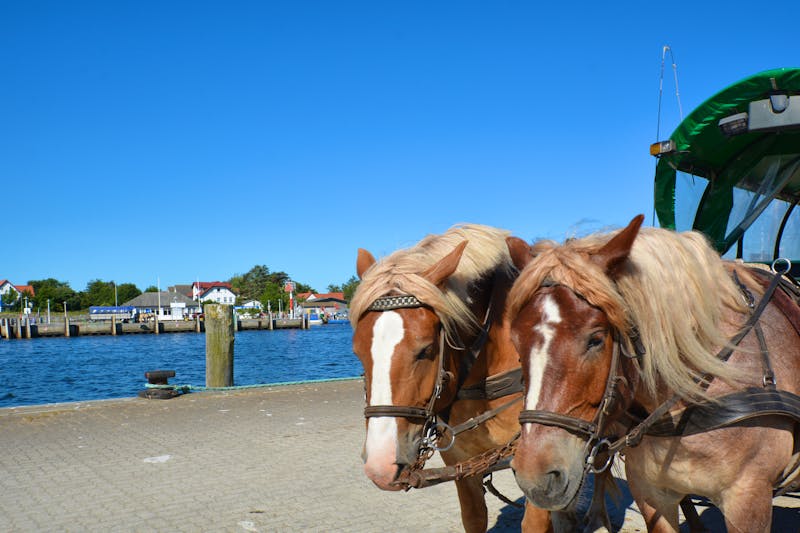 Hiddensee - Pferdekutsche im Hafen Vitte - ©textag - Adobe Stockphoto