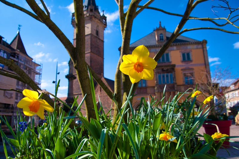Frühling im Elsass - Osterglocken in Obernai - &copy;©midgardson - stock.adobe.com