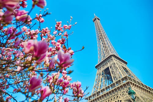Frühling in Paris - Magnolienblüte am Eiffelturm &ndash; &copy; ©Ekaterina Pokrovsky - stock.adobe.com