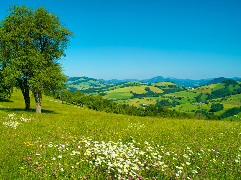 Mostviertler Hügellandschaft in Niederösterreich bei Waidhofen und Ybbs - ©©Jakob Winter - stock.adobe.com