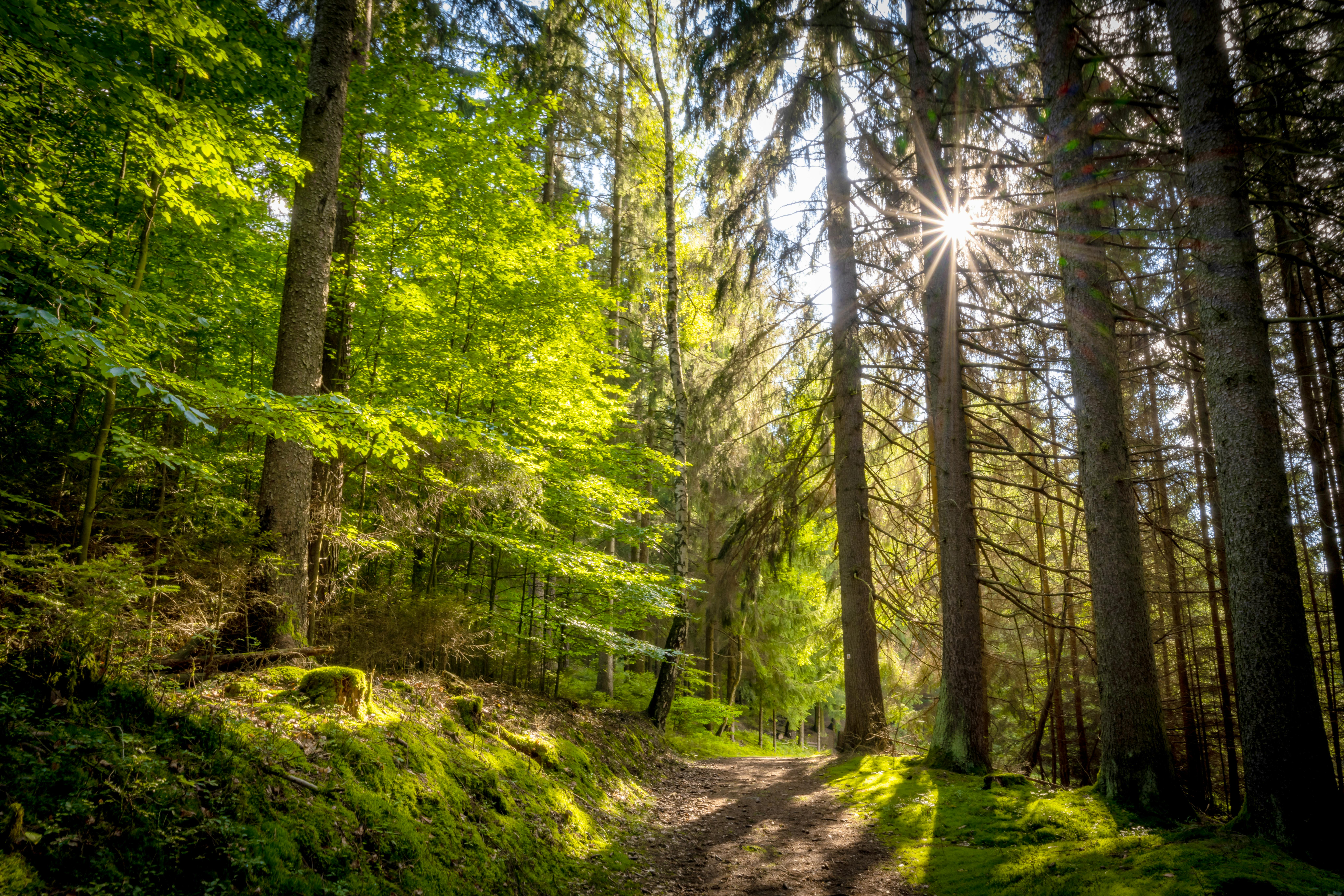 Vogtland - Wanderweg in den herrlichen Wäldern bei Bad Brambach&nbsp;&ndash;&nbsp;&copy;&nbsp;©js-photo - stock.adobe.com