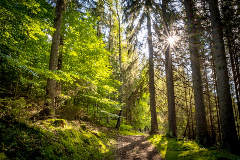 Vogtland - Wanderweg in den herrlichen Wäldern bei Bad Brambach – © ©js-photo - stock.adobe.com