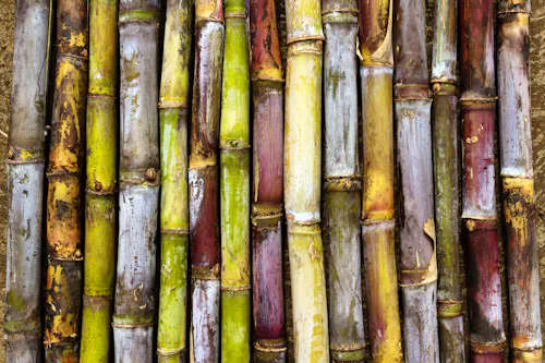 Zuckerrohr &ndash; &copy; imagika - stock.adobe.com