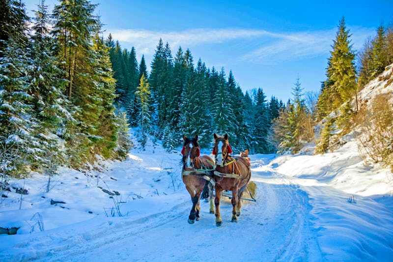 Pferdeschlitten im Winterwald - ©bovtenkosv - stock.adobe.com