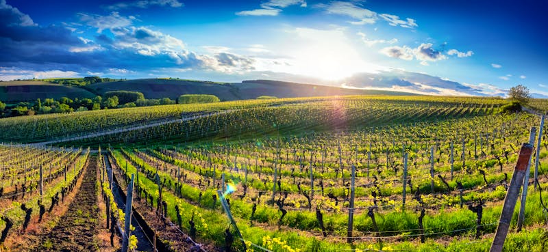 Weinanbau bei Würzburg - ©refresh(PIX) - stock.adobe.com