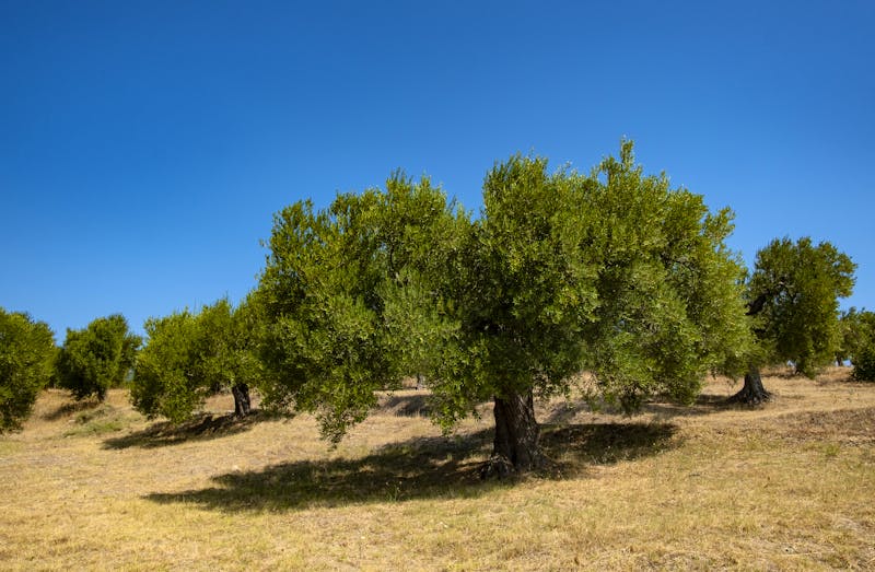 Olivenhaine - ©Kire - stock.adobe.com