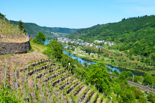 Blick auf die Mosel und Weinberge bei Moselkern &ndash; &copy; ©Markus Volk - stock.adobe.com