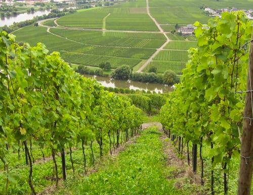 Weinberge an der Moselschleife - Blick auf die Mosel – © Barbara Mihut - Eberhardt TRAVEL